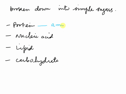 which-of-the-following-molecules-can-be-broken-down-into-simple-sugars-a-nucleic-acid-b-protein-c-lipid-d-carbohydrate-22261