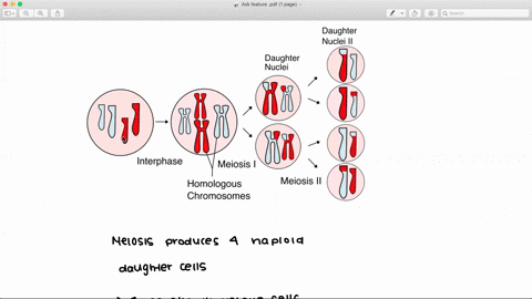 how-many-and-what-type-of-daughter-cells-does-meiosis-produce-3