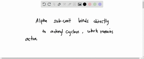 how-does-the-activated-alpha-subunit-of-g-protein-activate-its-downstream-target-adenylyl-cyclase-the-alpha-subunit-phosphorylates-adenylyl-cyclase-the-alpha-subunit-binds-to-a-channel-in-th-12846