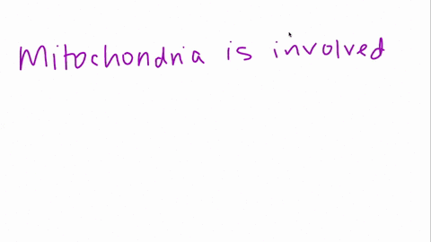 whats-the-role-of-mitochondria-in-cellular-respiration