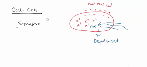during-cell-to-cell-communication-at-the-synapse-the-correct-sequence-of-events-is-a-1-action-potential-arrives-at-axon-terminal-2-exocytosis-is-triggered-by-k-entry-3-voltage-gated-k-channe-96914
