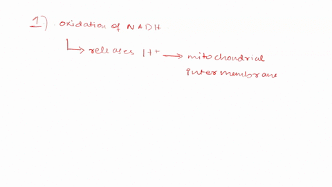 1-true-or-false-the-energy-released-by-oxidation-of-nadh-in-the-electron-transport-system-is-used-to-pump-protons-up-their-gradient-protons-flowing-down-their-gradient-are-in-turn-used-to-pr-76747