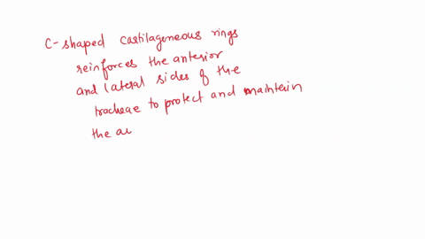 a-cross-section-of-the-trachea-reveals-that-c-shaped-cartilage-rings-are-present-what-is-the-function-of-these-rings-these-rings-are-used-to-prevent-food-in-the-esophagus-from-blocking-the-a-81409