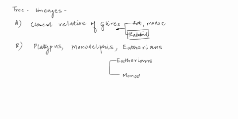 eua-chonio-grer-borepaultena-eutheria-mammalia-the-closest-living-relative-of-glires-is-the-the-group-where-the-platypus-monodelphis-and-eutherians-belong-is-is-the-group-primates-that-inclu-47766