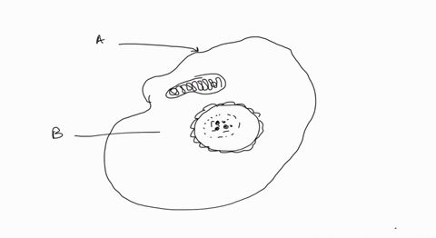 which-structure-is-represented-by-letter-b-choose-1-answer-choice-a-a-cytosol-choice-b-b-cell-membrane-choice-c-c-ribosome-choice-d-d-cell-wall-a-b-2-0-19815