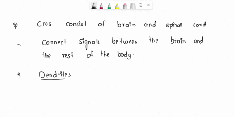anatomy-and-physiology-1the-central-nervous-system-consists-of-the-and-2-are-highly-branched-structures-found-on-neurons-that-receive-impulses-3-is-a-fatty-substance-that-acts-as-insulation-82234