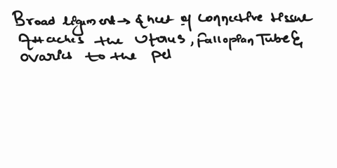 what-are-the-broad-ligament-ovarian-ligament-and-suspensory-ligament-of-an-ovary-65235