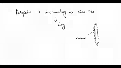 phylum-nematoda-and-phylum-annelida-qeuestions-1-parapodia-have-been-modified-through-evolution-for-a-variety-of-functions-give-two-functions-of-parapodia-in-polychaetes-and-the-lifestyles-a-11994