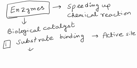 2-describe-how-enzymes-affect-chemical-reactions-and-explain-why-this-makes-enzymes-important-to-living-things-55476