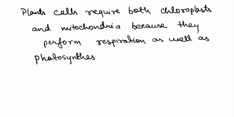 why-do-all-plant-cells-contain-chloroplasts-a-chloroplasts-are-necessary-for-cellular-respiration-b-chloroplasts-are-necessary-for-photosynthesis-c-chloroplasts-are-necessary-for-reproductio-14578