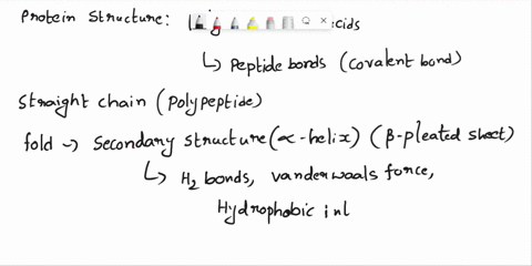 need-help-protein-structure-complete-the-following-sentences-to-describe-the-various-levels-of-protein-structurethen-place-the-sentences-in-order-with-the-simplest-level-of-organization-firs-66992