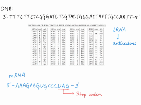 question-5-10-points-using-the-chart-below-transcribe-and-translate-the-following-dna-sequence_-will-be-looking-for-labelled-ends-of-the-mrna-and-trna-that-correspond-with-the-dna-below-be-s-22387