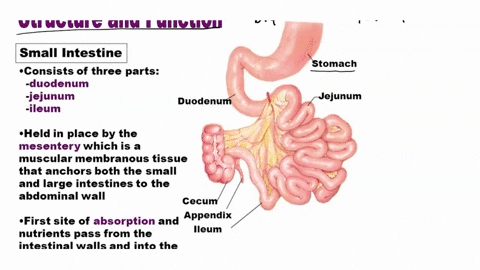 which-structure-is-responsible-for-the-absorption-of-nutrients-from-food-59015