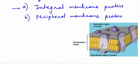 question-1-the-hydrophobic-regions-of-a-transmembrane-integral-protein-are-most-likely-to-be-found-exposed-on-the-surface-of-the-membrane_-in-the-interior-of-the-membrane-either-on-the-surfa-42256