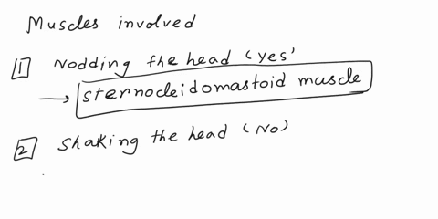 fchewing-muscles-helps-in-chewing-are-temporalismedial-pterygoidlateral-pterygoidand-masseter-gswallowing-muscles-help-in-swallowing-are-suprahyold-and-muscles-pharynx-is-pulled-upward-and-f-28698