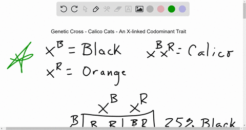 in-cats-the-gene-for-calico-multicoloured-cats-is-codominant-females-xx-that-receive-a-b-and-an-r-gene-have-black-and-orange-splotches-on-white-coats-makes-xy-can-only-be-black-or-orange-but-never-cal
