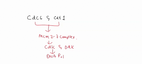 arrange-the-following-enzymes-in-the-order-of-their-action-during-dna-replication-in-coli-a-bacterium-1-dna-polymerase-2-dna-polymerase-iii-3-dna-ligase-dna-primase-5-dna-gyrase-6-dna-helica-30193