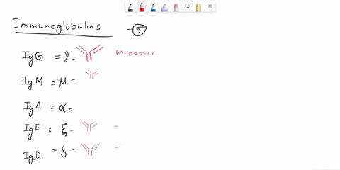 list-the-5-major-classes-of-antibodies-immunoglobulins-explain-the-structure-of-each-and-state-role-that-each-plays-in-the-immune-system-01632