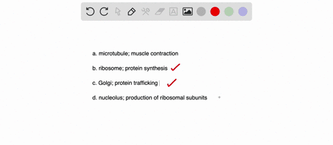 which-structure-function-pair-is-mismatched-a-microtubule-muscle-contraction-b-ribosome-protein-synthesis-c-golgi-protein-trafficking-d-nucleolus-production-of-ribosomal-subunits-2