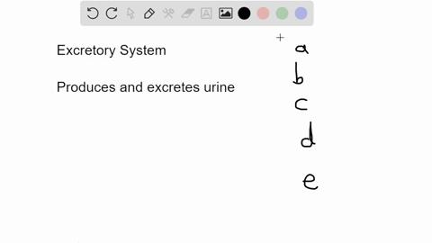 which-organ-is-not-a-part-of-the-excretory-system-question-1-options-kidney-ureter-urinary-bladder-urethra-ovary-75185