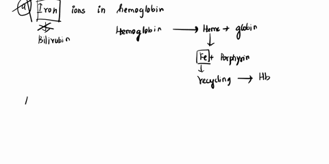 Bilirubin comes from the breakdown of: iron from...