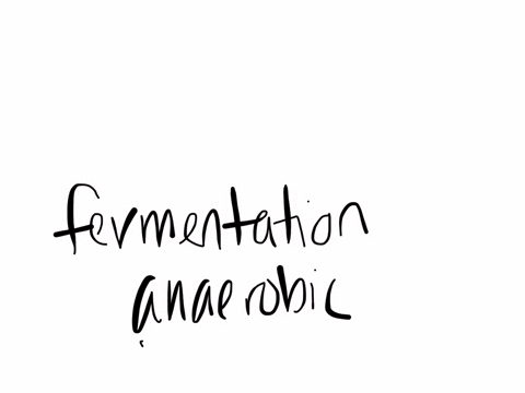 there-is-one-product-of-the-process-of-fermentation-and-it-is-alcohol-true-false