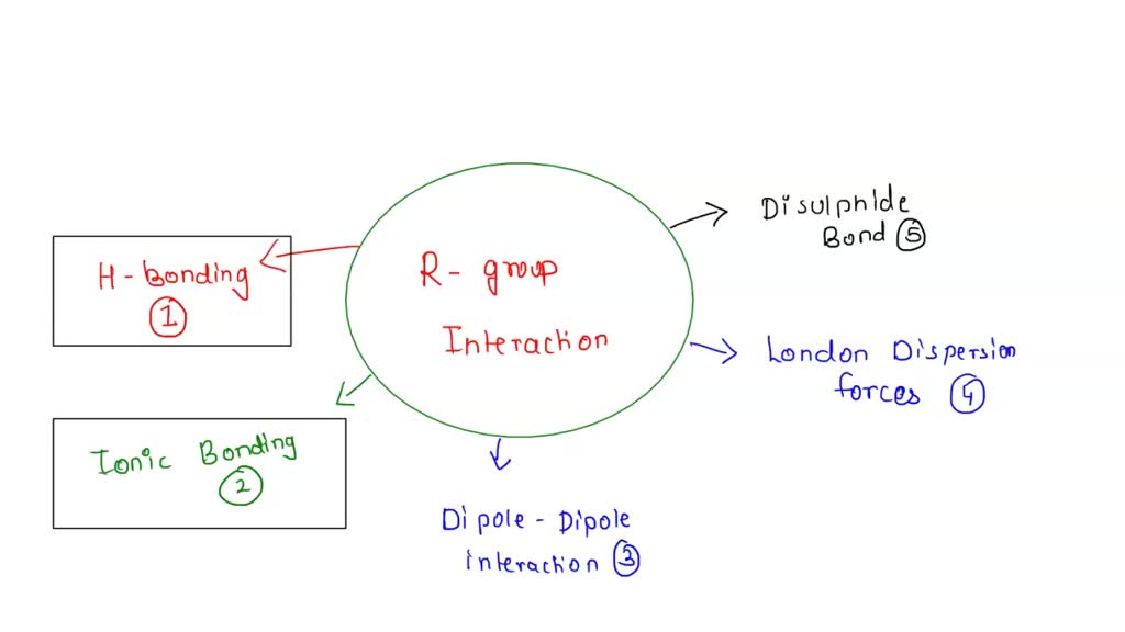 SOLVED: List the five different types of R group interactions that ...