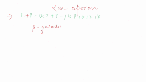 1-determine-the-outcome-for-the-lac-operon-genotype-shown-below-ip-oczy-ispozy-assume-lactose-is-present-a-functional-beta-galactosidase-and-functional-permease-are-produced-b-only-functiona-23088