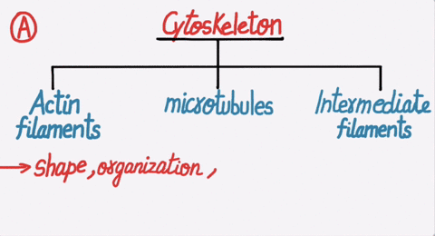 which-of-the-following-statements-about-the-cytoskeleton-is-true-the-cytoskeleton-of-eukaryotes-is-static-structure-actin-filaments-are-rarely-found-outside-of-the-nucleus-the-cytoskeleton-t-76492