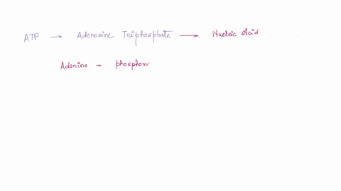 theres-no-question-that-among-invertebrate-animal-phyla-the-porifera-are-different-from-all-other-groups-but-what-is-it-that-qualifies-this-phylum-as-an-animal-please-explaindescribe-the-cha-03648
