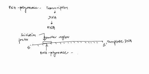 what-is-the-role-of-rna-polymerase-in-transcription-00055