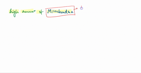 which-type-of-cell-in-animals-would-you-expect-to-have-a-relatively-large-number-of-mitochondria-76603