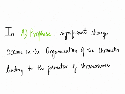 in-which-phase-of-mitosis-are-chromosomes-first-seen-as-a-result-of-chromatin-coiling-a-prophase-b-anaphase-c-metaphase-d-telophase-69103