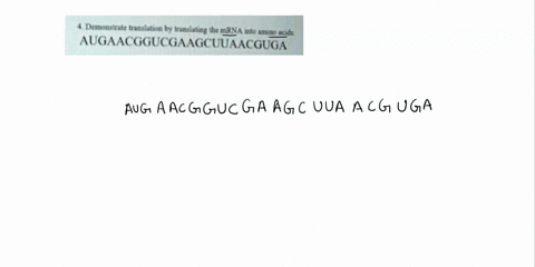 secend-mrna-base-jlc-dna-uau-ugu-uac-ugc_-uaa-stopuca-stop-uaq-slop-uga-cau-cgu-i-cac-cgc-can-cqa-cac-oln-cgn-aau-aqu-aac-agc-aga-aag_-agg-gau-gcu-gac-asp-ggc-gaa-gg4-gag-ggg-atgtcgctgatactg-64743