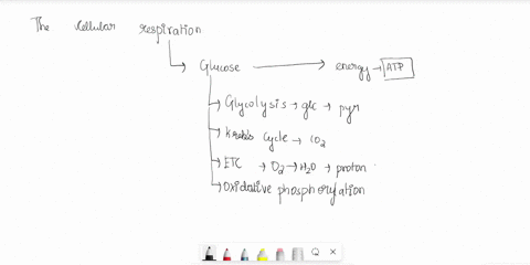 the-by-products-of-cellular-respiration-include-a-energy-and-oxygen-b-glucose-and-oxygen-c-carbon-dioxide-and-water-d-glucose-and-carbon-dioxide-31268