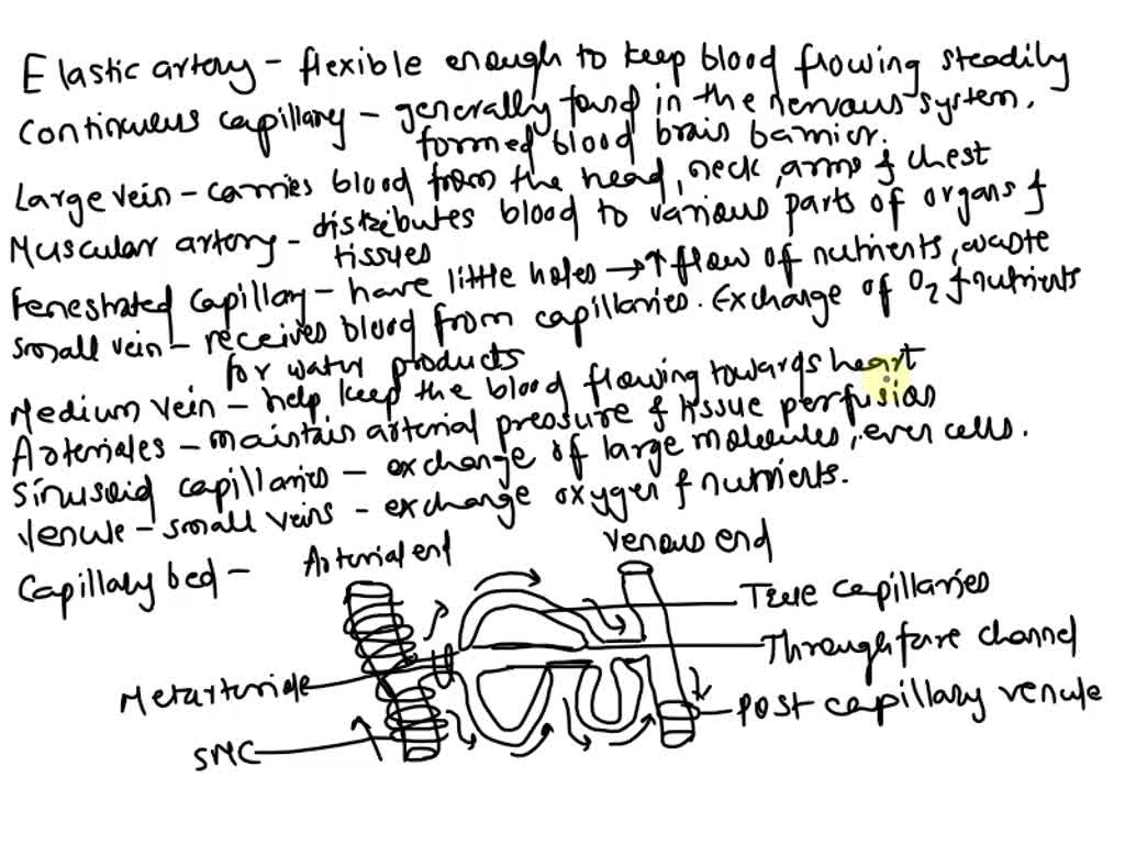 SOLVED: Label the structures of the capillary bed. abel the structures ...