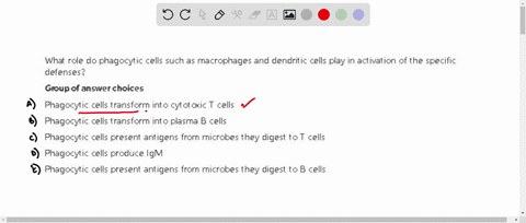 what-role-do-phagocytic-cells-such-as-macrophages-and-dendritic-cells-play-in-activation-of-the-specific-defenses-group-of-answer-choices-phagocytic-cells-transform-into-cytotoxic-t-cells-ph-78475