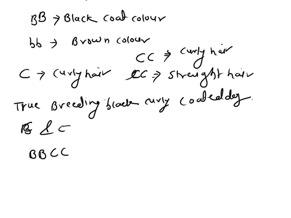 SOLVED: The Dominant Allele B Produces Black Coat Color In Dogs. Dogs ...