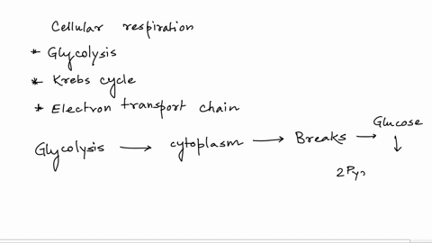 name-the-three-stages-of-cellular-respiration-for-each-state-the-region-of-the-eukaryotic-cell-where-it-occurs-and-the-products-that-result-i-need-the-answer-on-the-latter-many-thanks-03872