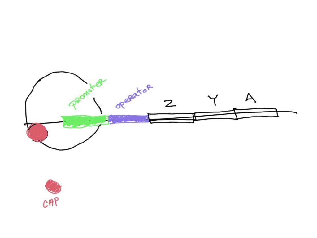SOLVED: A mutation prevents the catabolite activator protein (CAP) from ...