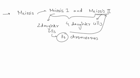 an-animal-has-a-diploid-chromosome-number-of-60-suppose-that-the-first-meiotic-division-of-a-germ-cell-is-normal-but-a-single-dyad-in-one-of-the-two-daughter-cells-undergoes-non-disjunction-42822