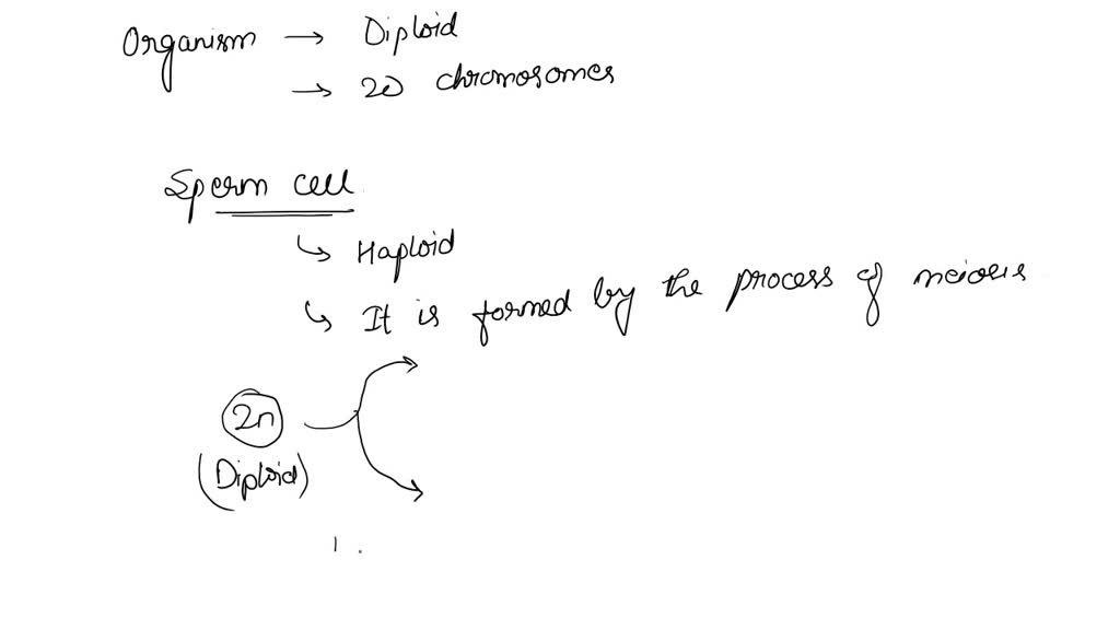 SOLVED: A sperm cell of a hyena has 20 chromosomes. What is the total ...