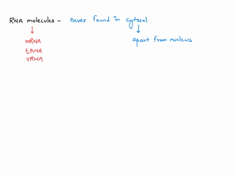 which-type-of-rna-molecules-is-never-found-in-the-cytosol-18s-ribosomal-rna-messenger-rna-28s-ribosomal-rna-primary-mrna-transcript-transfer-rna-22855