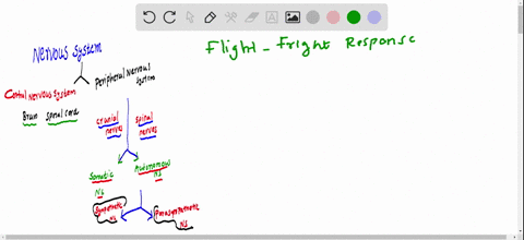 which-branch-of-the-nervous-system-is-responsible-for-the-fight-or-flight-response-a-the-parasympath-25437