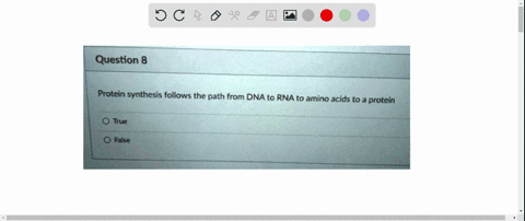question-8-protein-synthesis-follows-the-path-from-dna-to-rna-to-amino-acids-to-a-protein-true-false-08577
