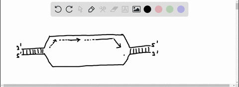 the-following-diagram-represents-a-dna-molecule-that-is-undergoing-replication-draw-in-the-strands-o-10123
