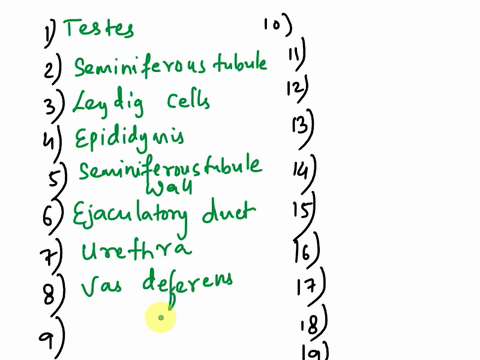 male-reproductive-vasductusdeferens-b-seminiferous-tubules-urethra-interstitialleydig-cells-fructose-ejaculatory-duc-c-meiosis-epididymis1-3-weeks-midpiece-acrosome-head-spermatogenesis-semi-91976