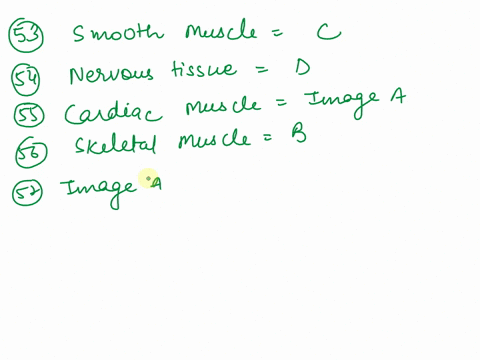 for-questions-53-57-refer-to-figure-2-below-showing-the-schematic-representation-of-muscular-and-nervous-tissues-53-smoolh-muscle-is-identified-by-the-letter-54-the-nervous-tissue-is-identif-00276