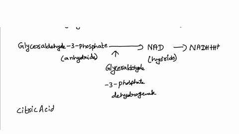 give-3-examples-of-electron-acceptors-the-whenwhat-form-they-become-electron-carriers-nicotinamide-adenine-dinucleotide-nad-nadh-is-formed-when-nad-accepts-a-hydride-atom-hydrogen-atom-with-00915