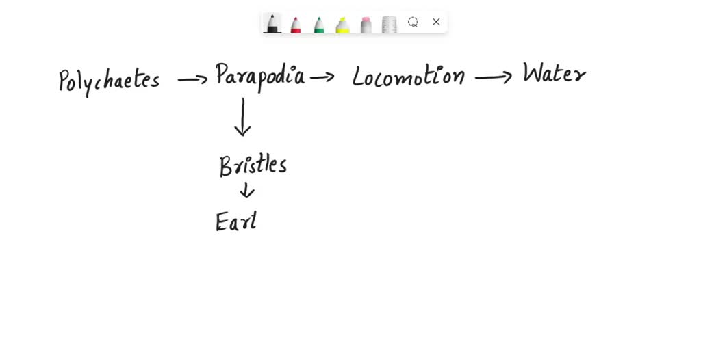SOLVED The parapodia of polychaetes have a function most similar to